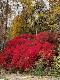 On the drive up to the cabin.