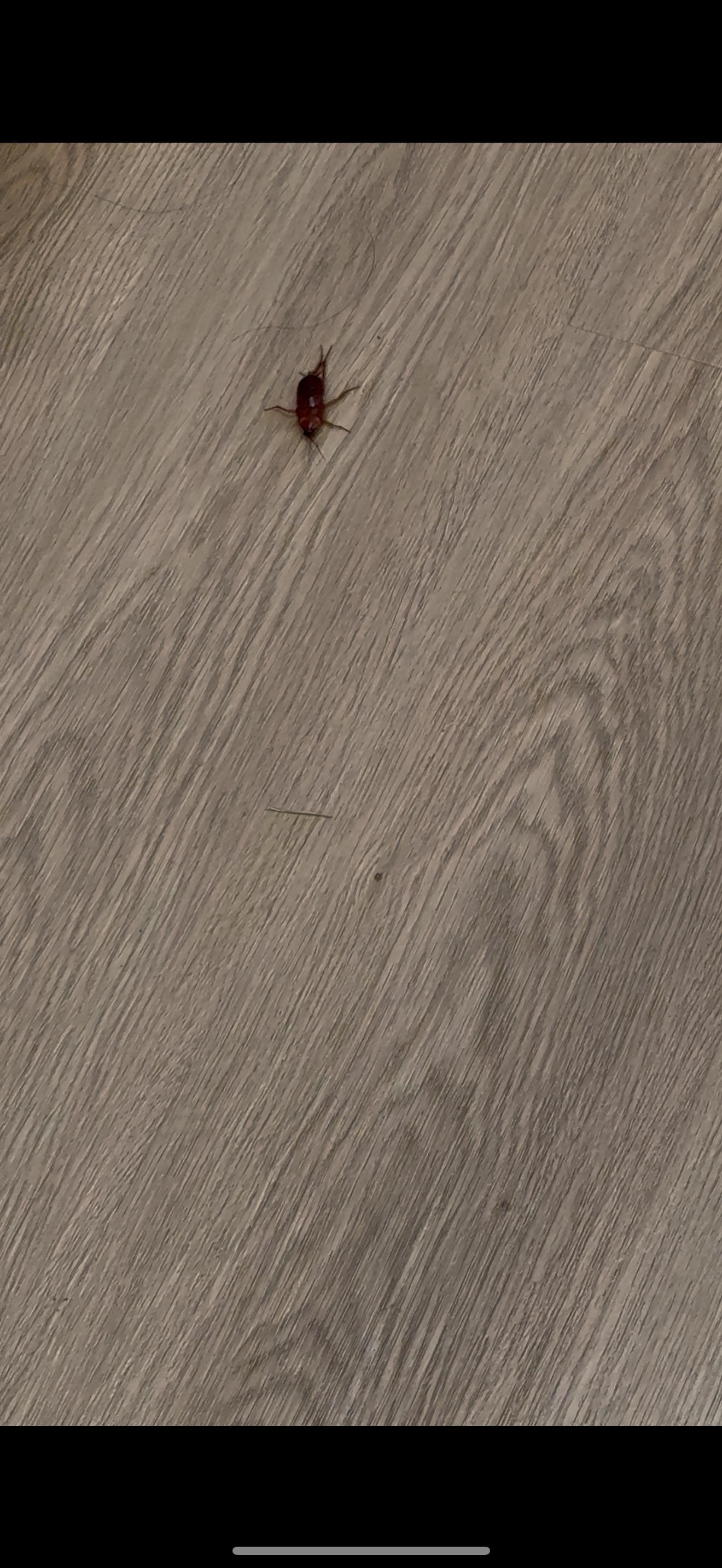 The well known waterbugs.. I wish I could do videos bc the photos dont really do justice 