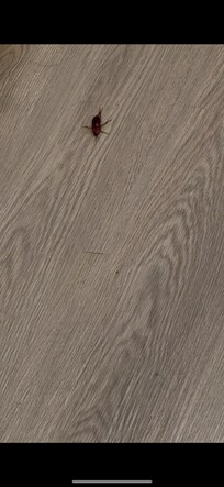 The well known waterbugs.. I wish I could do videos bc the photos dont really do justice