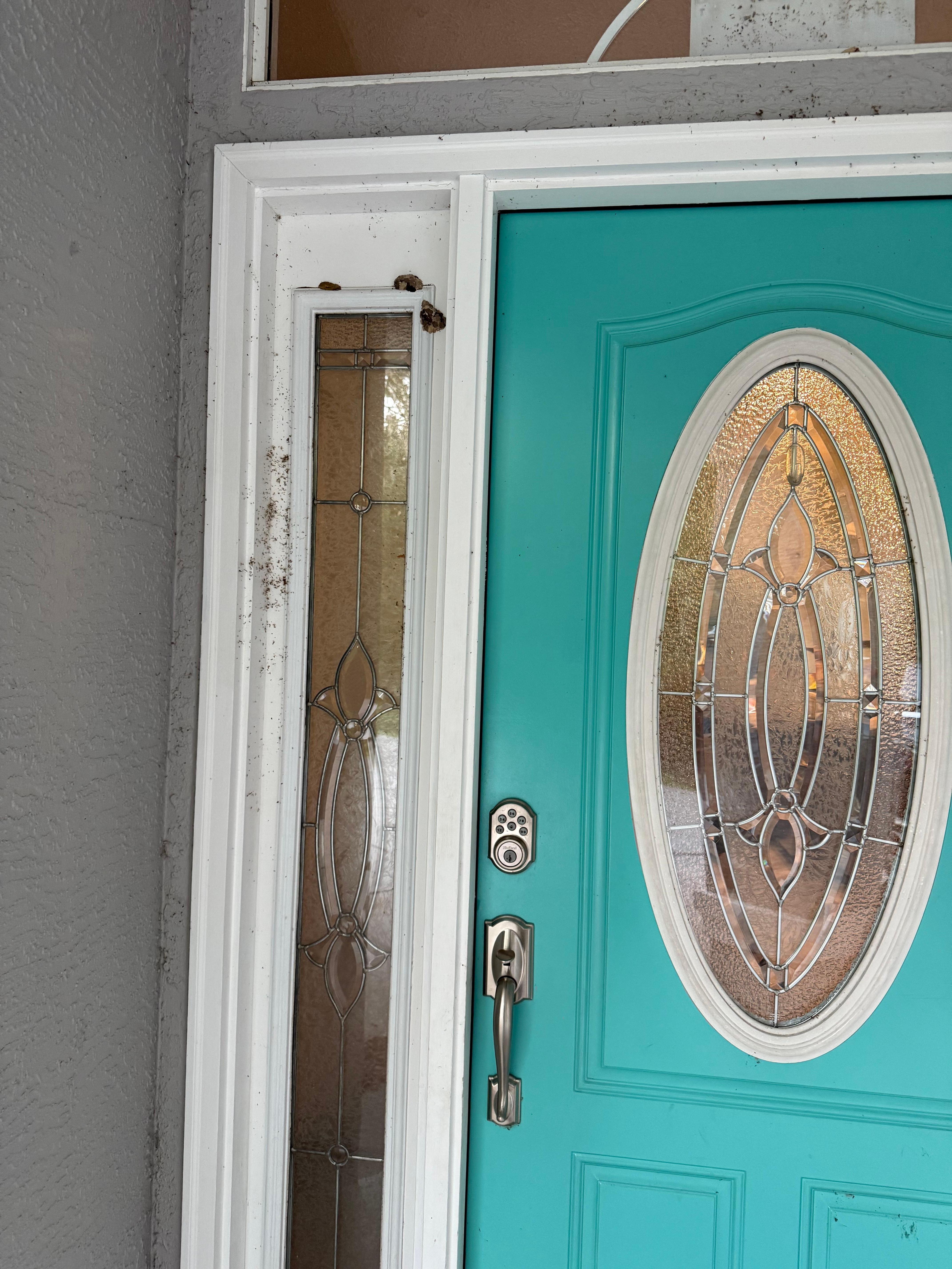 Mud dauber nests , spider webs and dead bugs