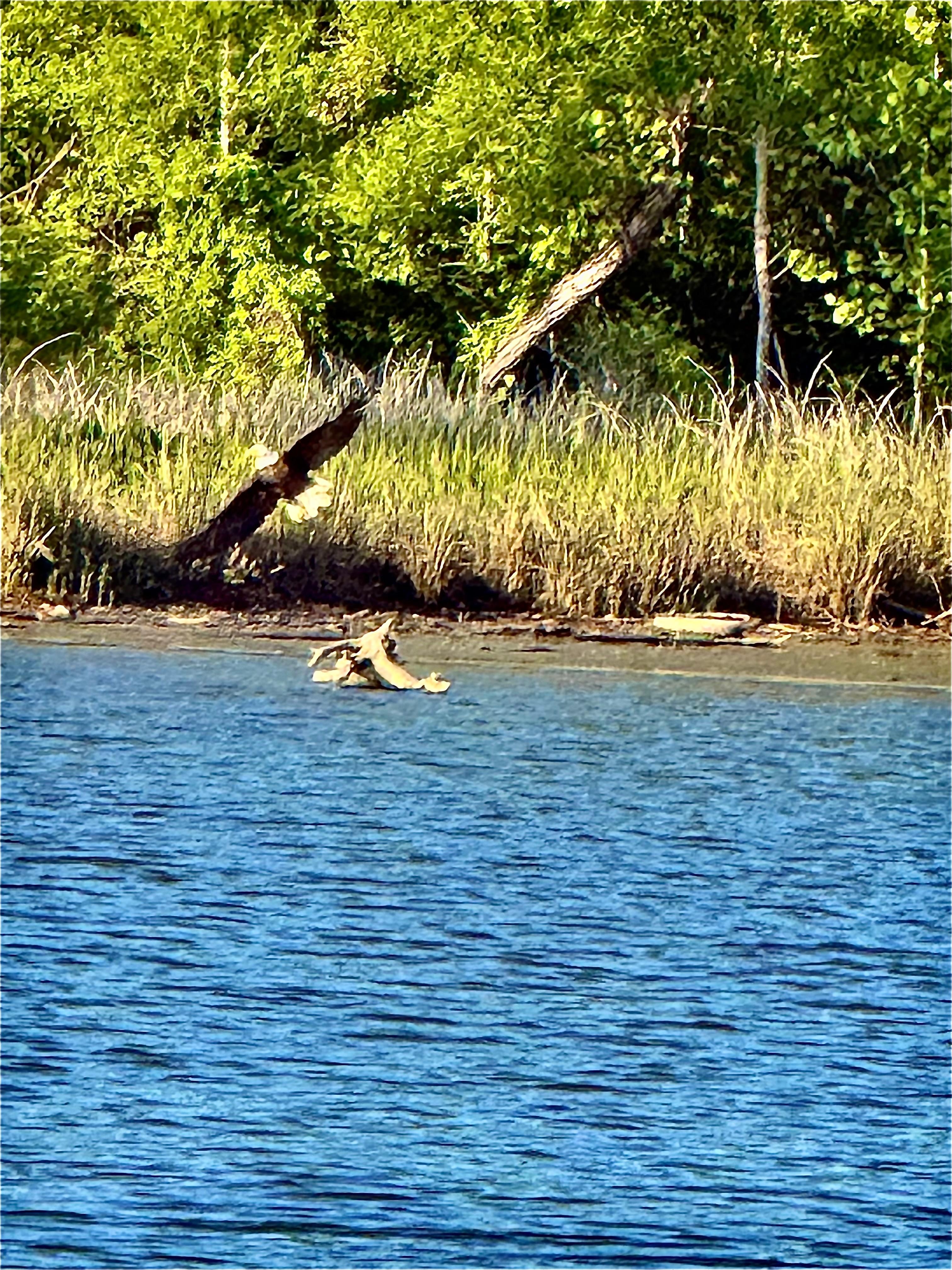 We saw a lot of bald eagles!!