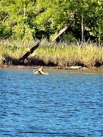 We saw a lot of bald eagles!!