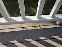 Grass growing on deck