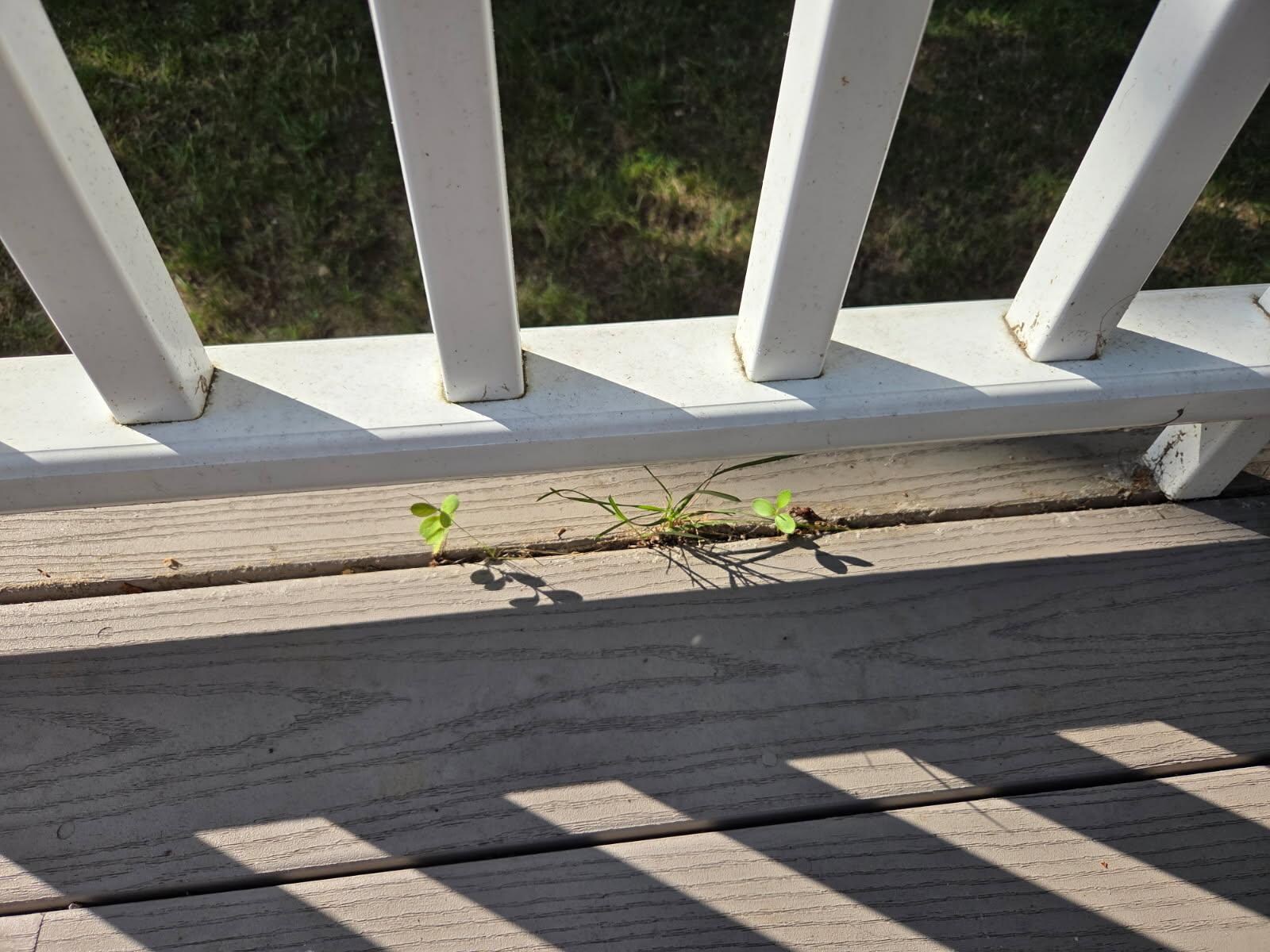 Grass growing on deck