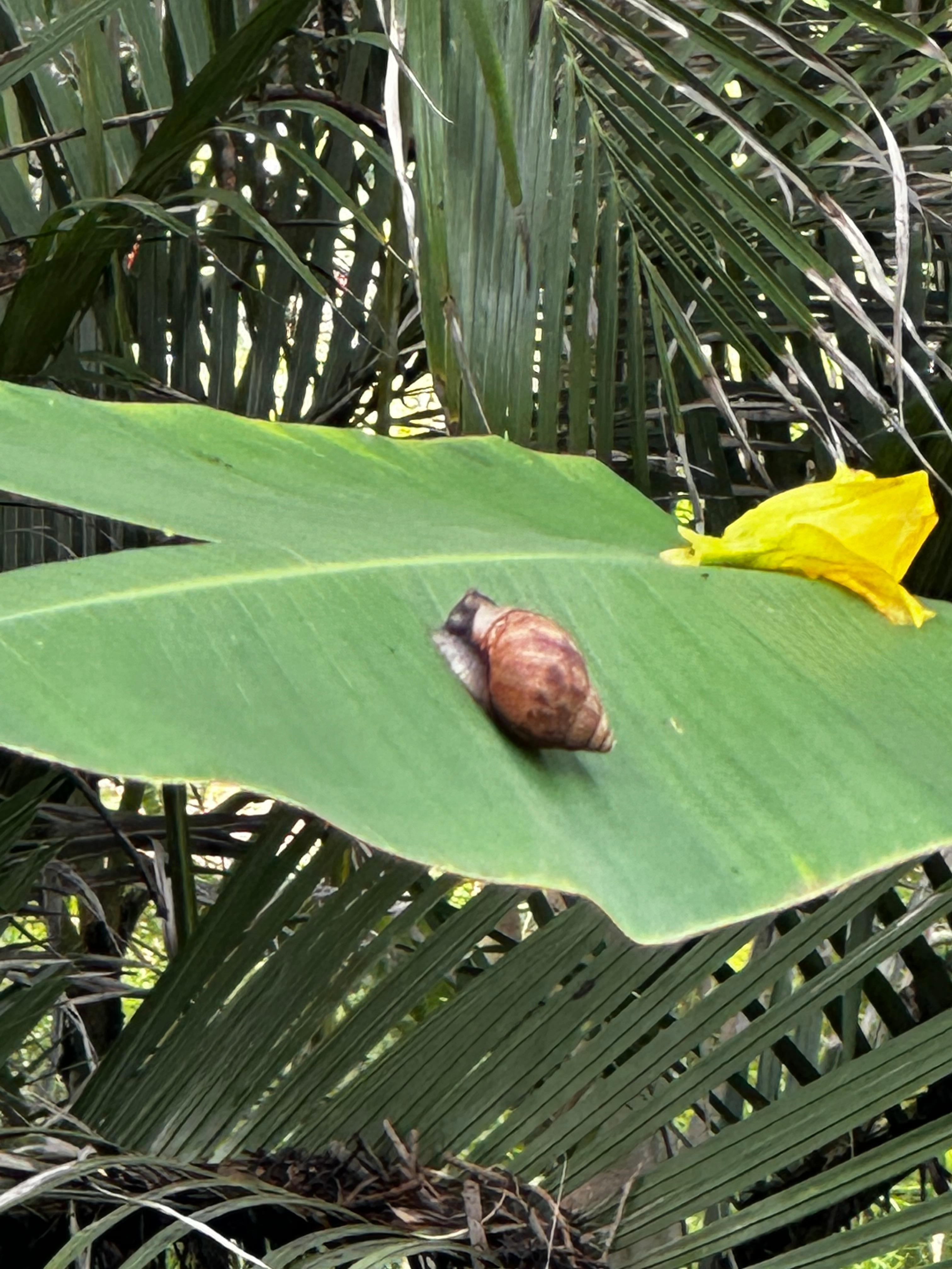 Snail on a banana leaf.