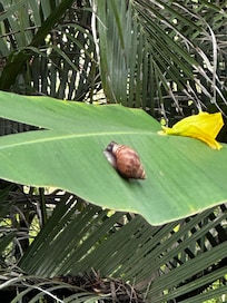 Snail on a banana leaf.