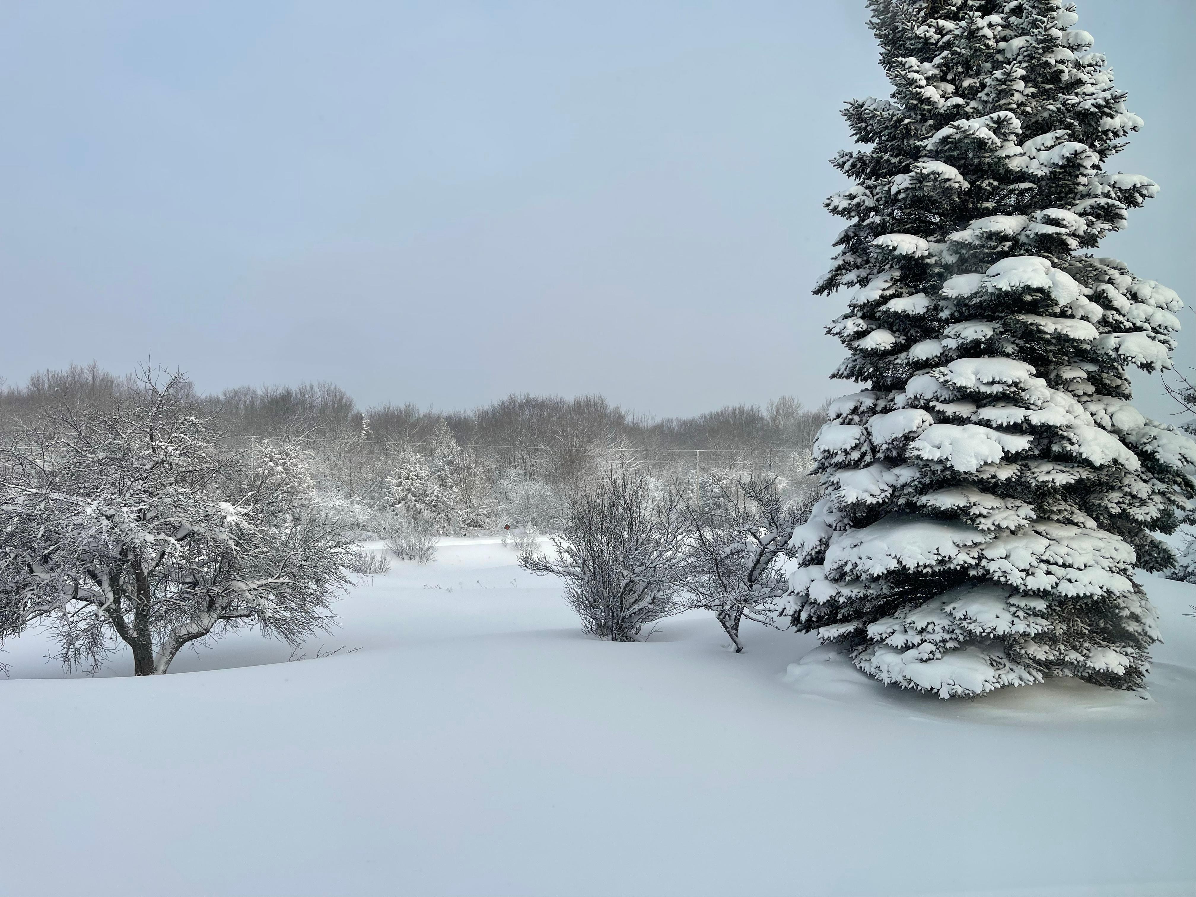 Lovely view out the back window.  