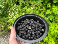I picked all of those in 10 minutes, there were so many of them.