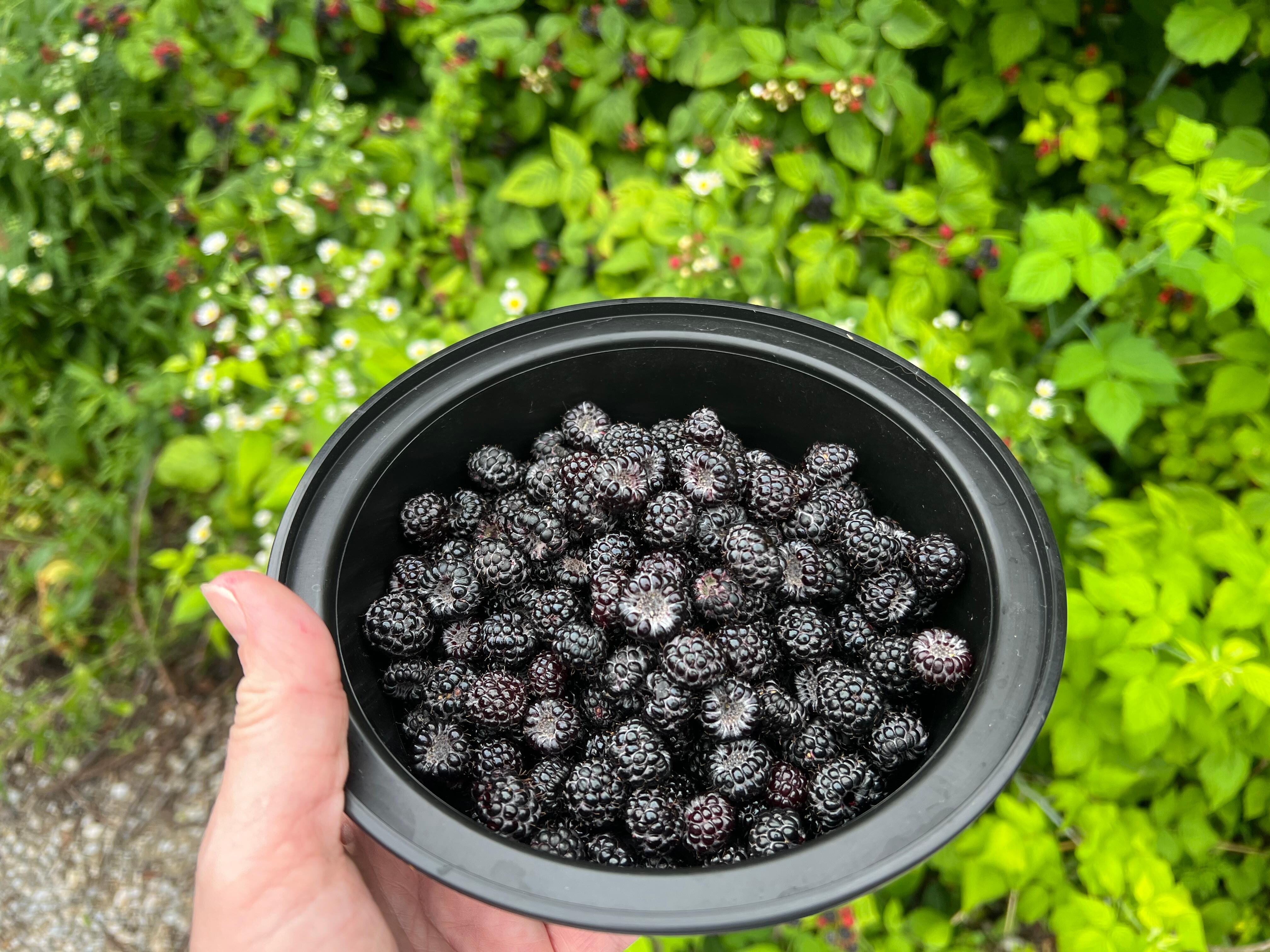 I picked all of those in 10 minutes, there were so many of them.