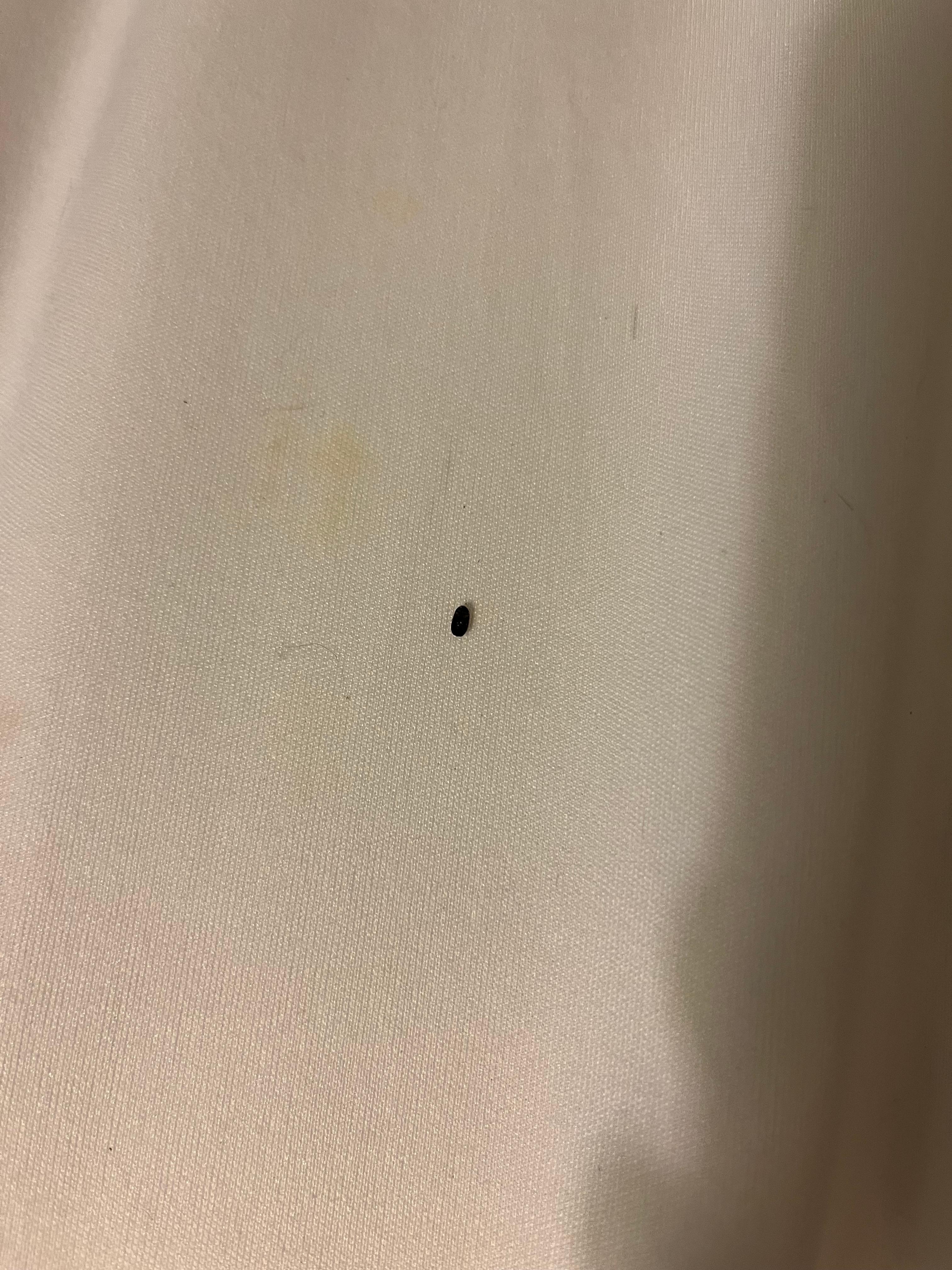 Mouse poop in my bed