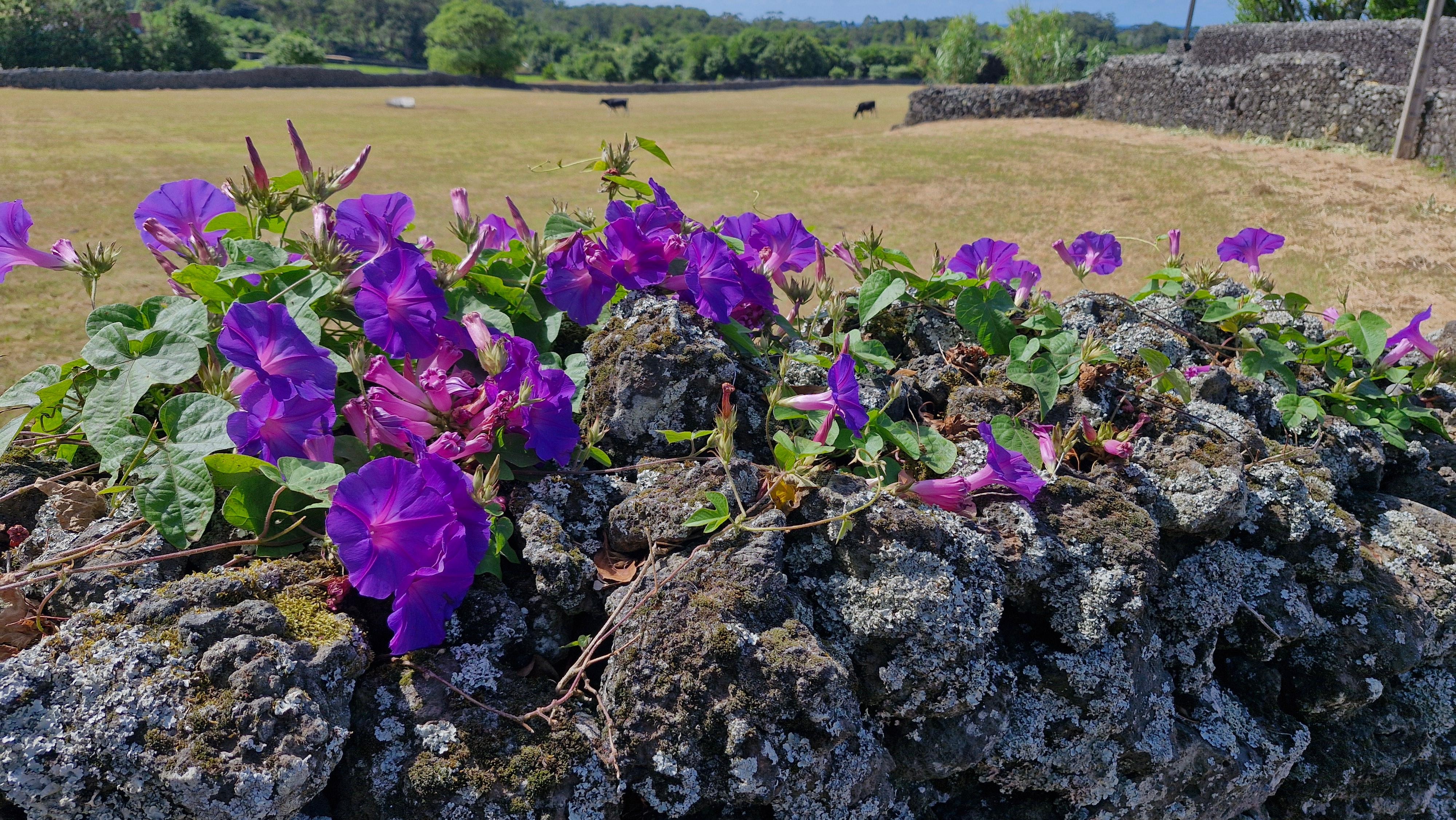 Blumenschmuck an der Grundstücksmauer