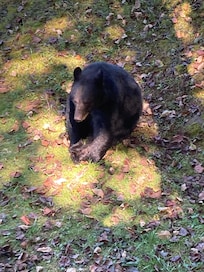 Watch out for the bears.