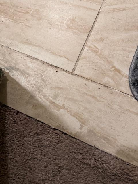 Ants in the 2nd Bathroom