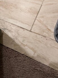 Ants in the 2nd Bathroom