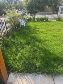 Grass needed mowing
