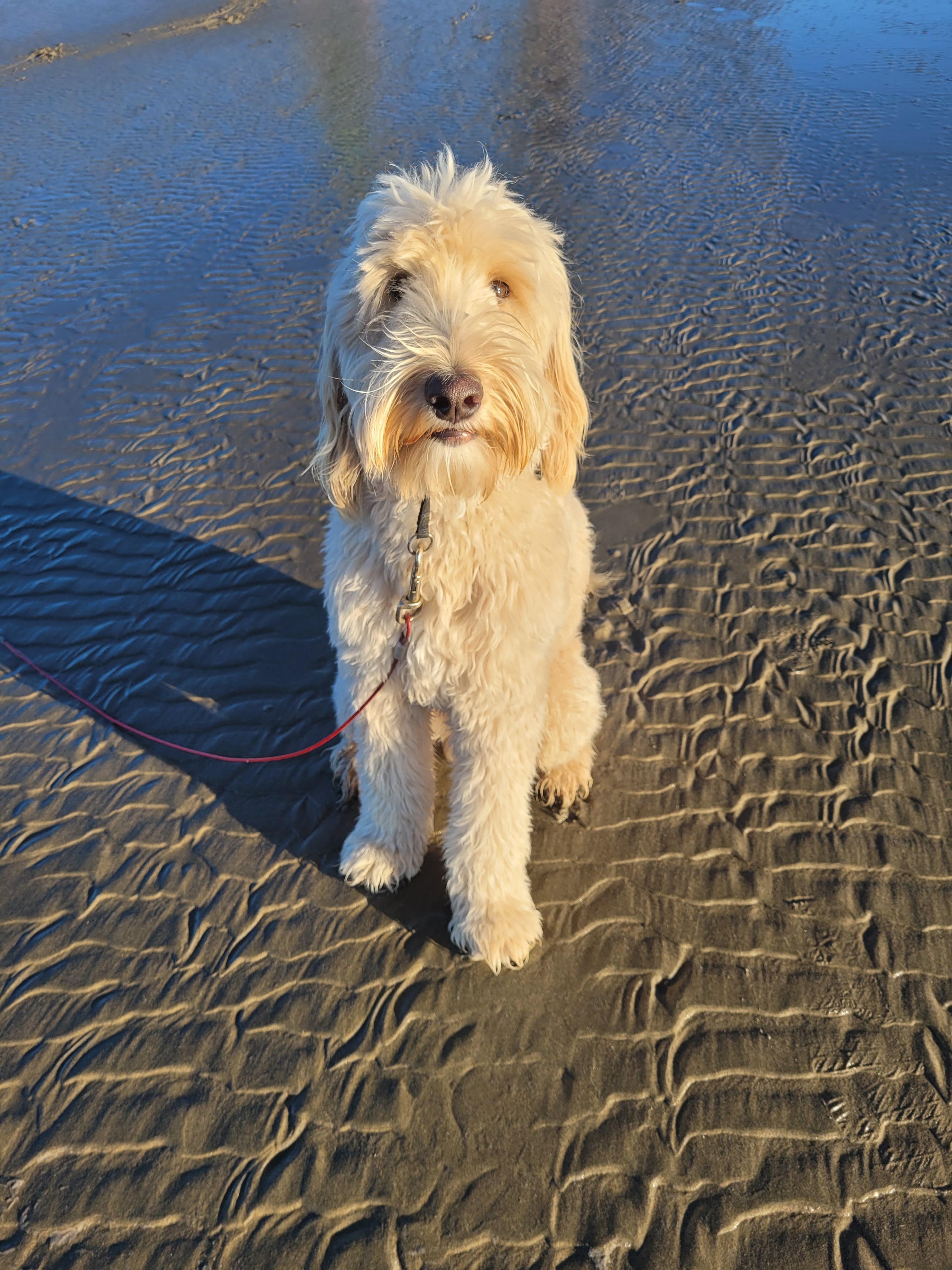 Dog enjoyed the beach and house as much as we did