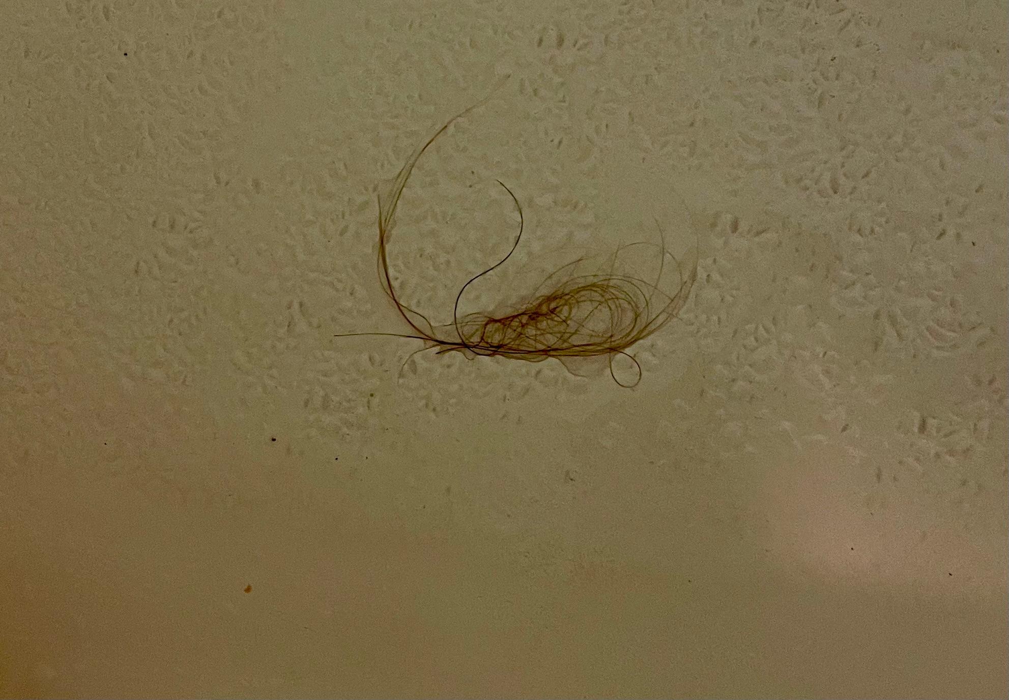 Someone’s hair that was around the bathroom drain that floated up once I started the shower.