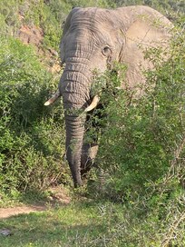 A big boy passing very close to us.