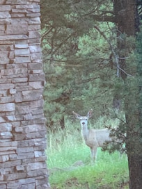 Doe in the front yard