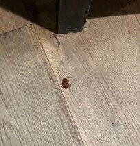 Dead cockroach on floor