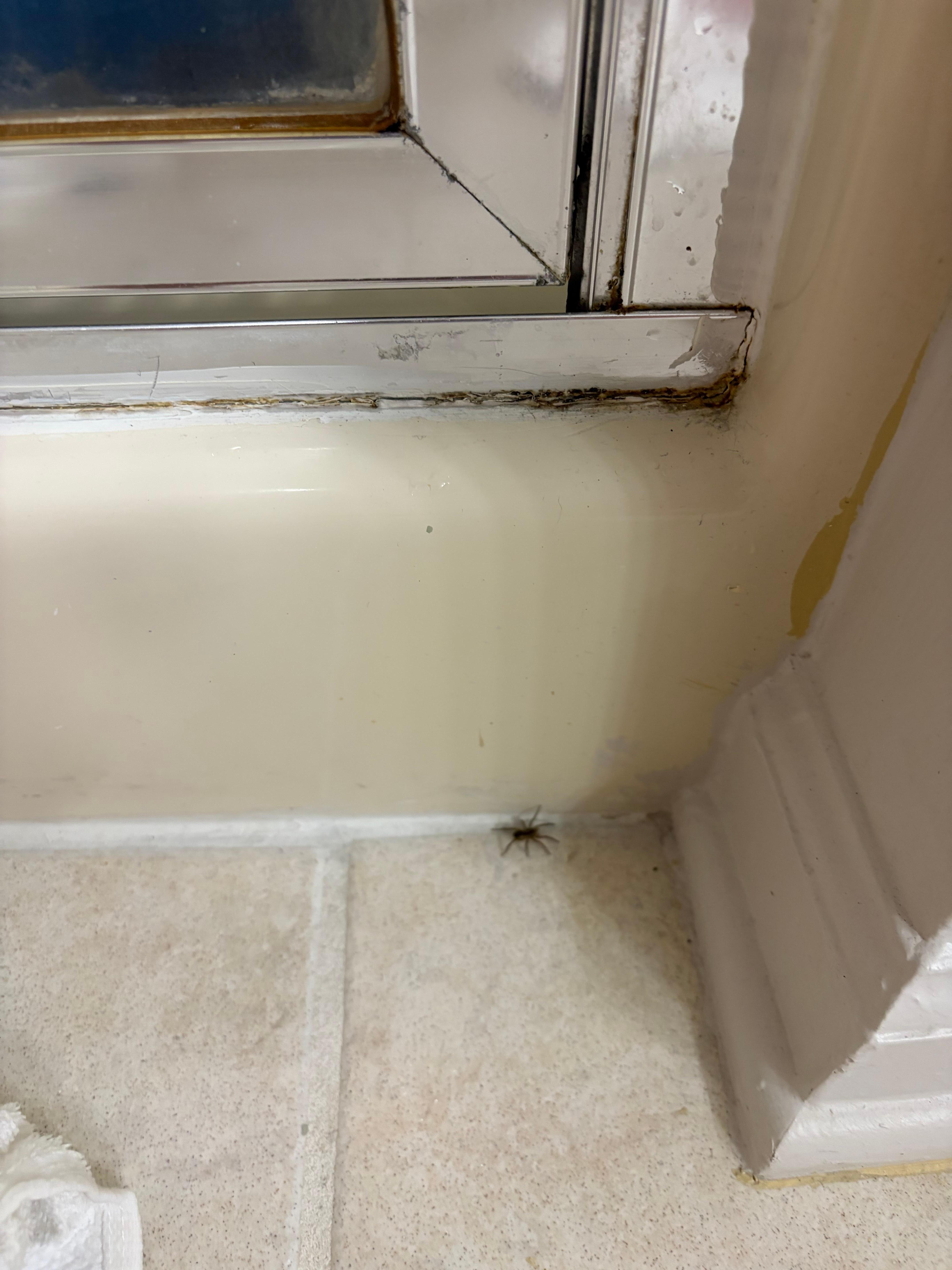 Spiders crawling all over the bathroom floor