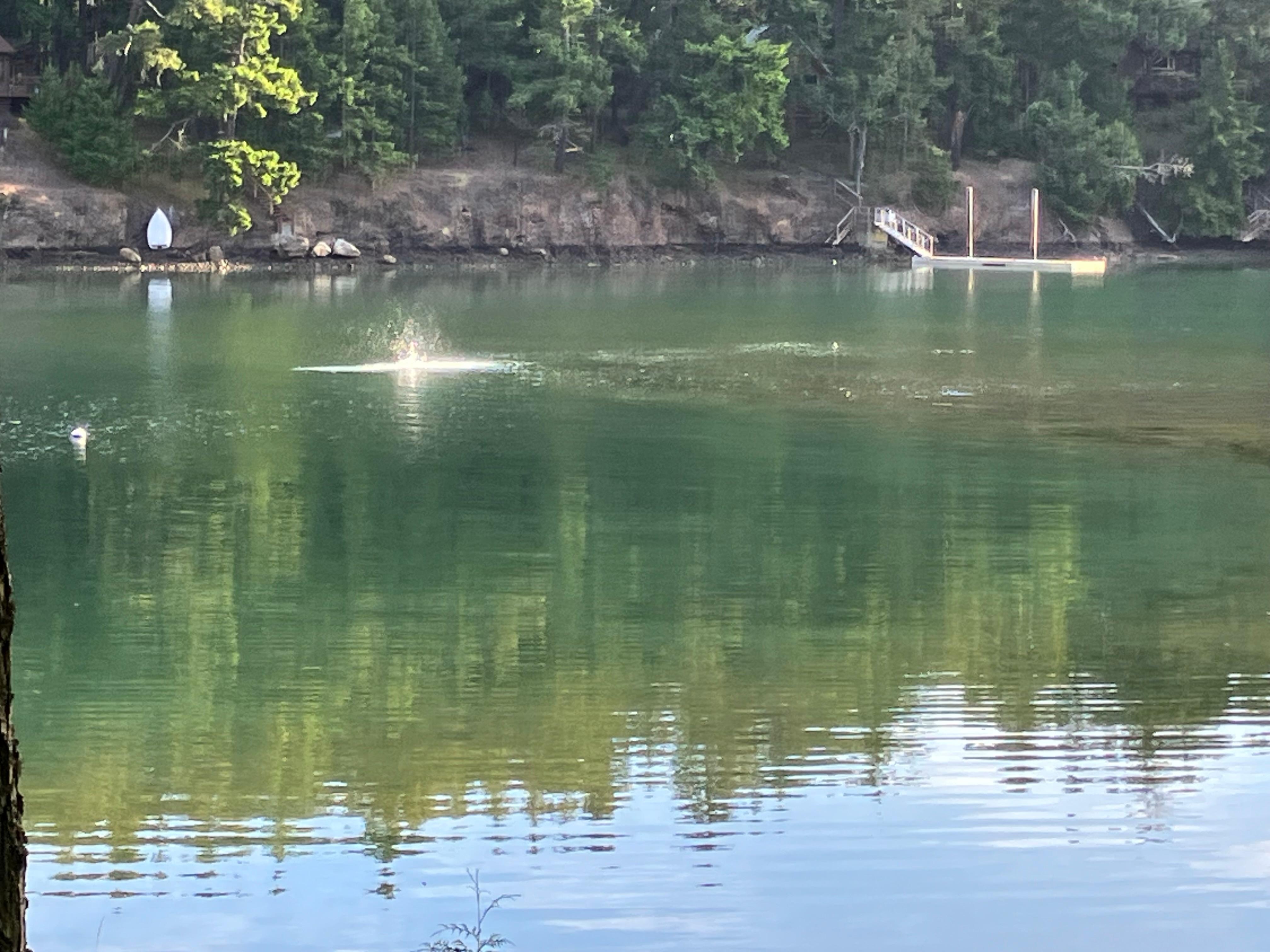 Fun to see the harbor seal splash!