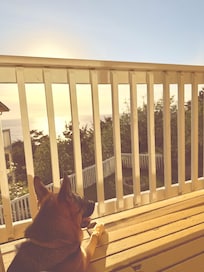 My puppers enjoying the view from our balcony.