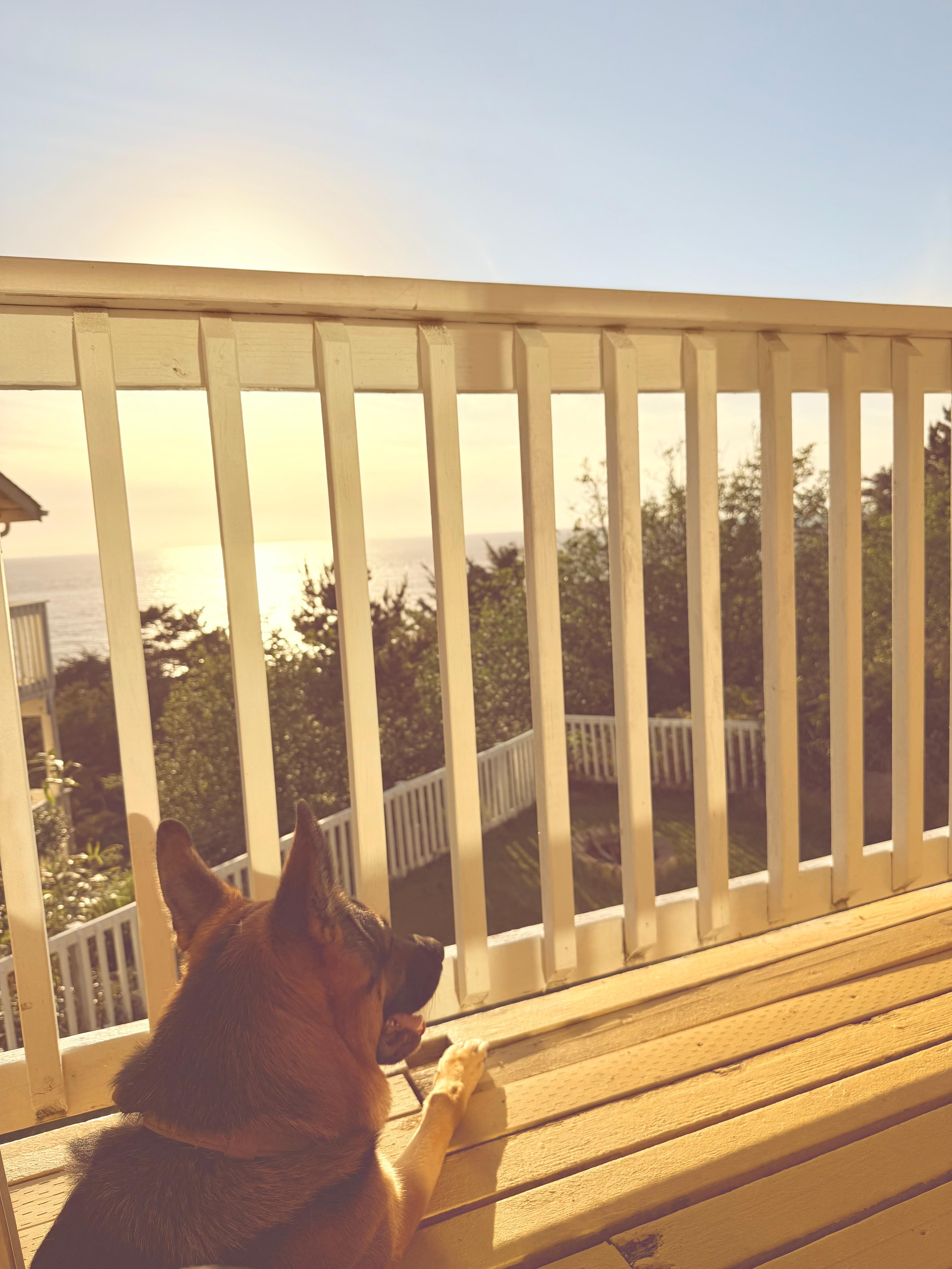 My puppers enjoying the view from our balcony.