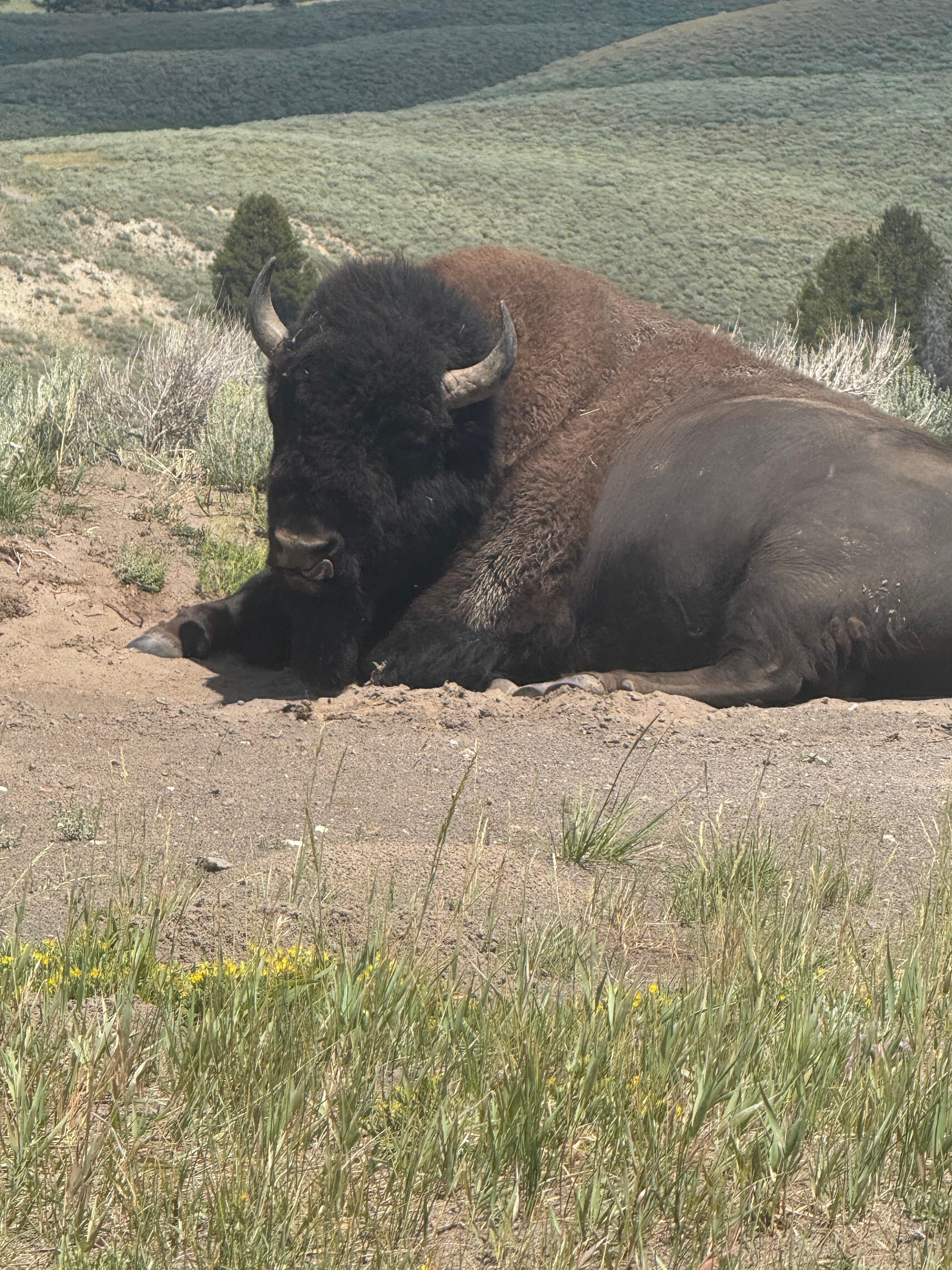 Bison in Hayden valley