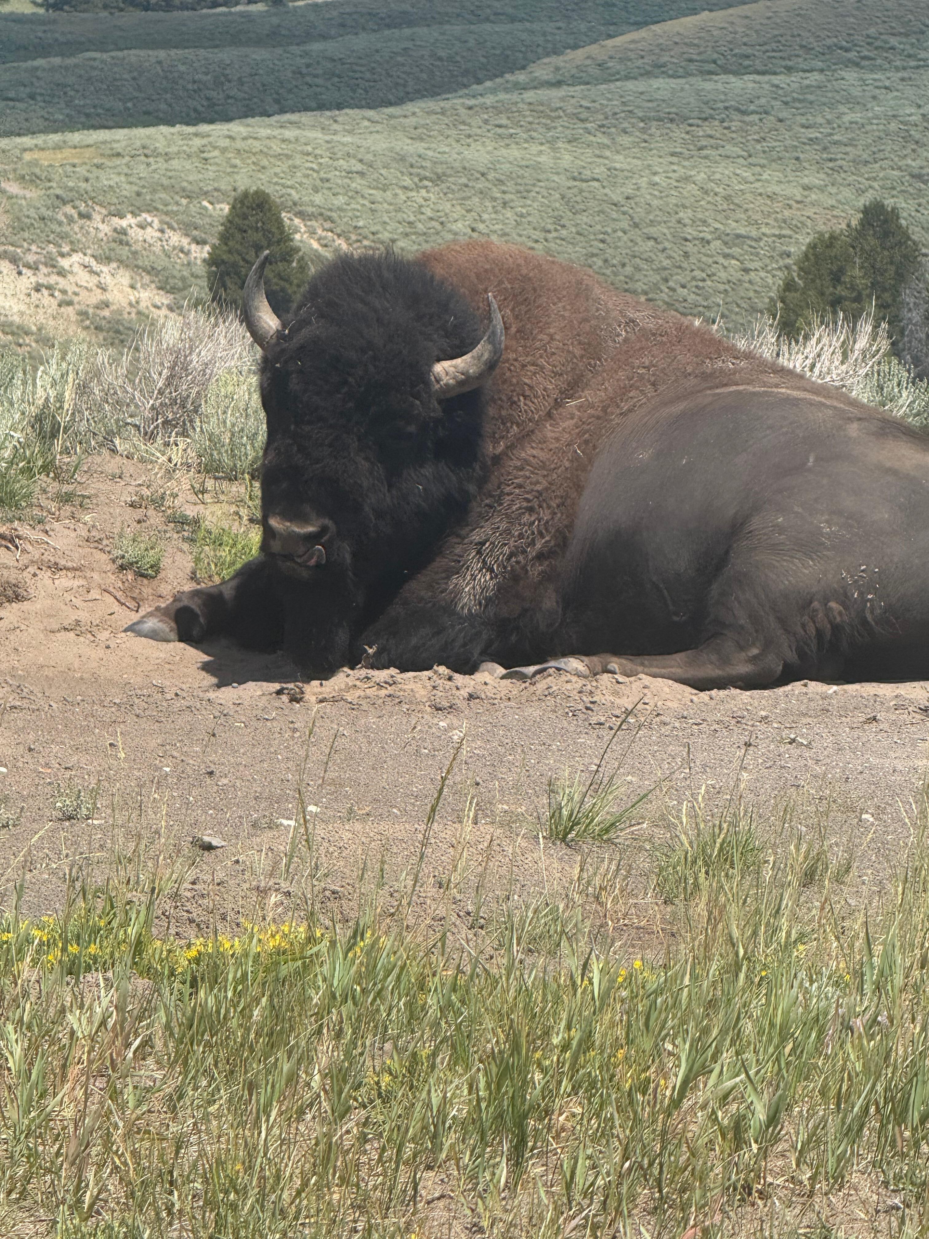 Bison in Hayden valley