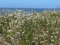 on the Headlands