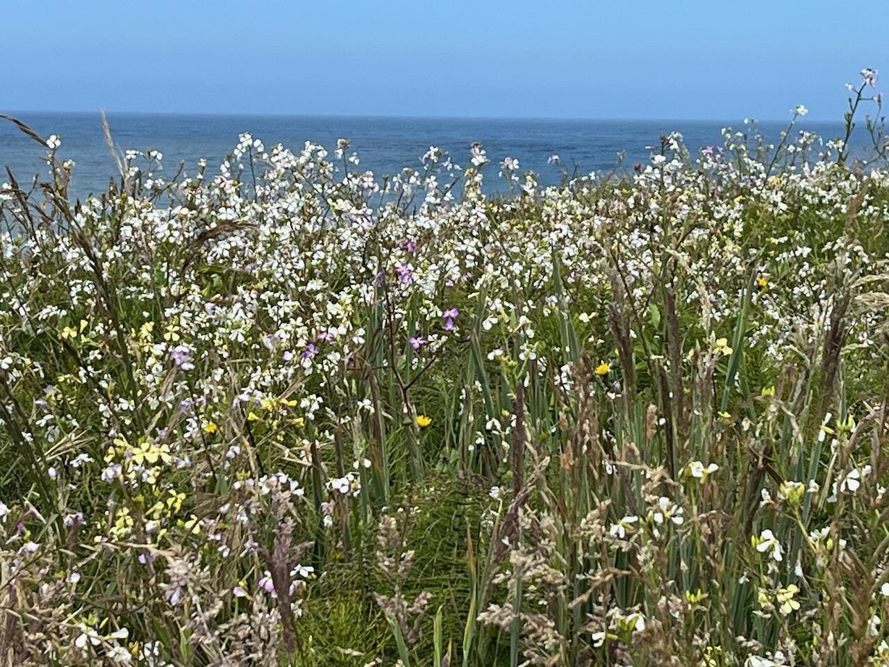 on the Headlands