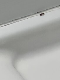 One of the roaches we had.