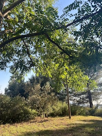 Rear area and bedroom view.
