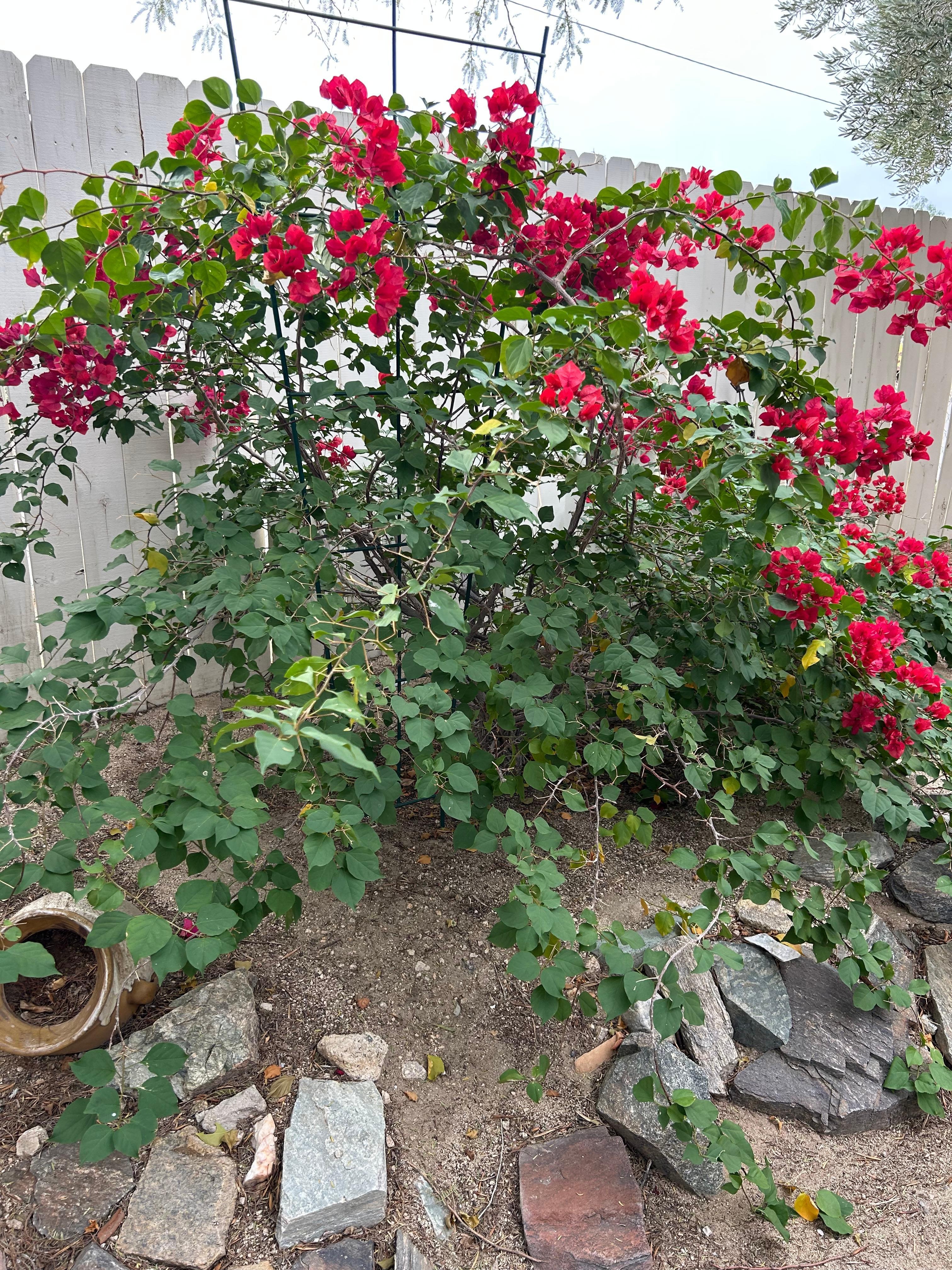 Bougainvillea