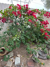 Bougainvillea