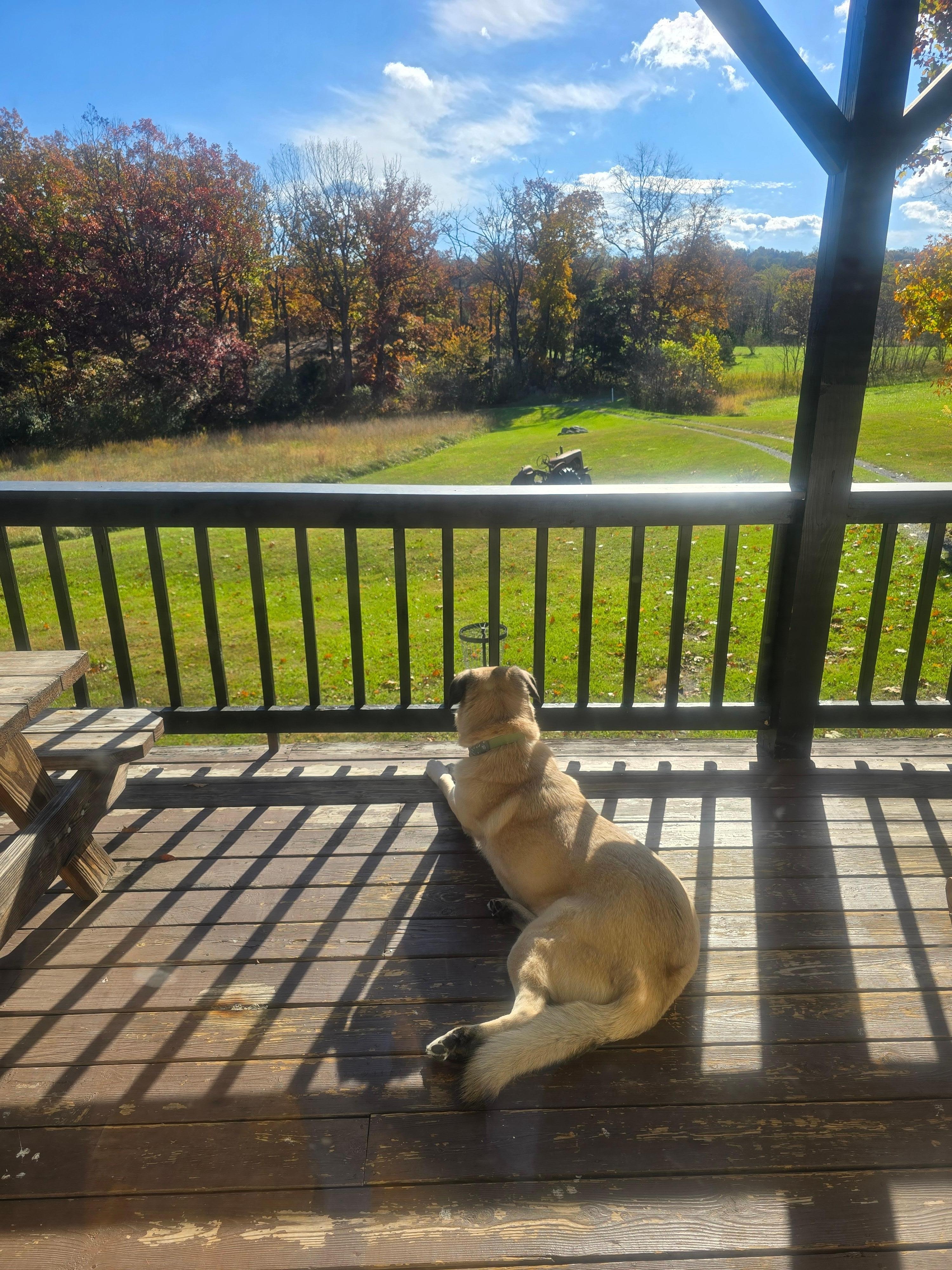 Overlooking front yard 
