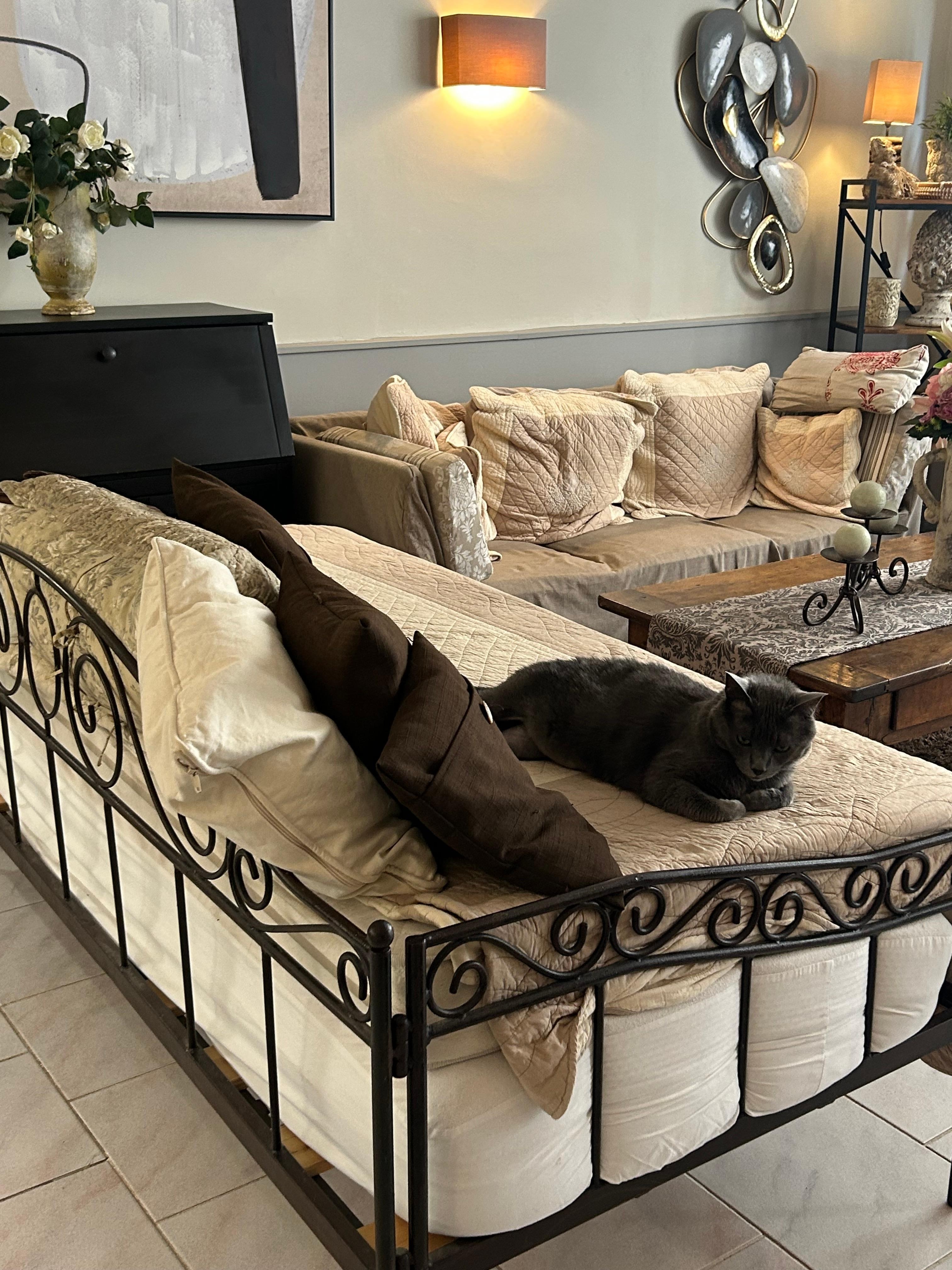 Resident cat in hotel lobby