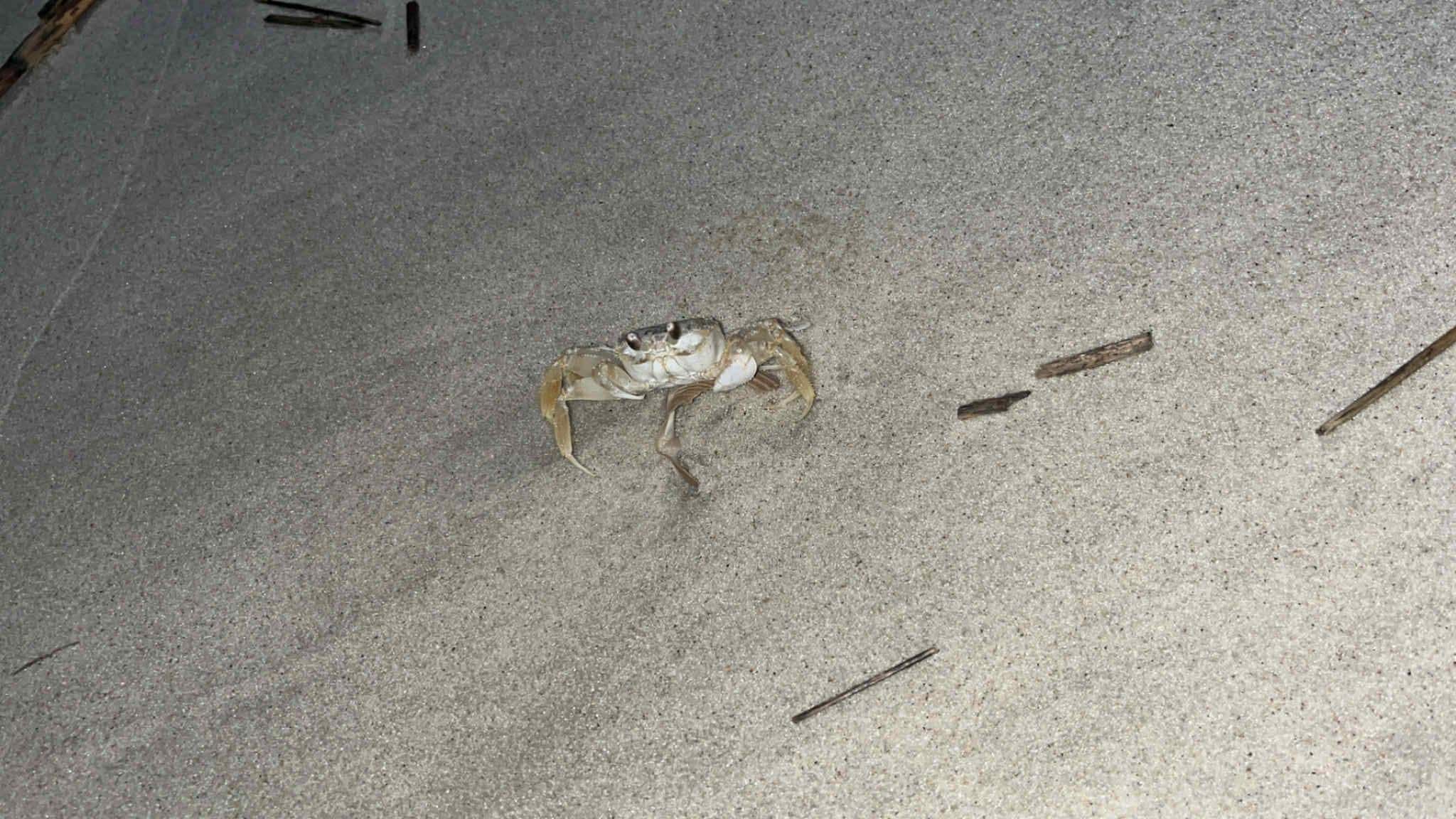 The crabs come out at night on the beach