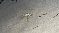 The crabs come out at night on the beach