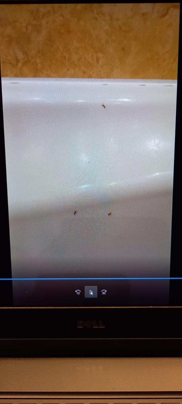 Ameisen aus dem Video