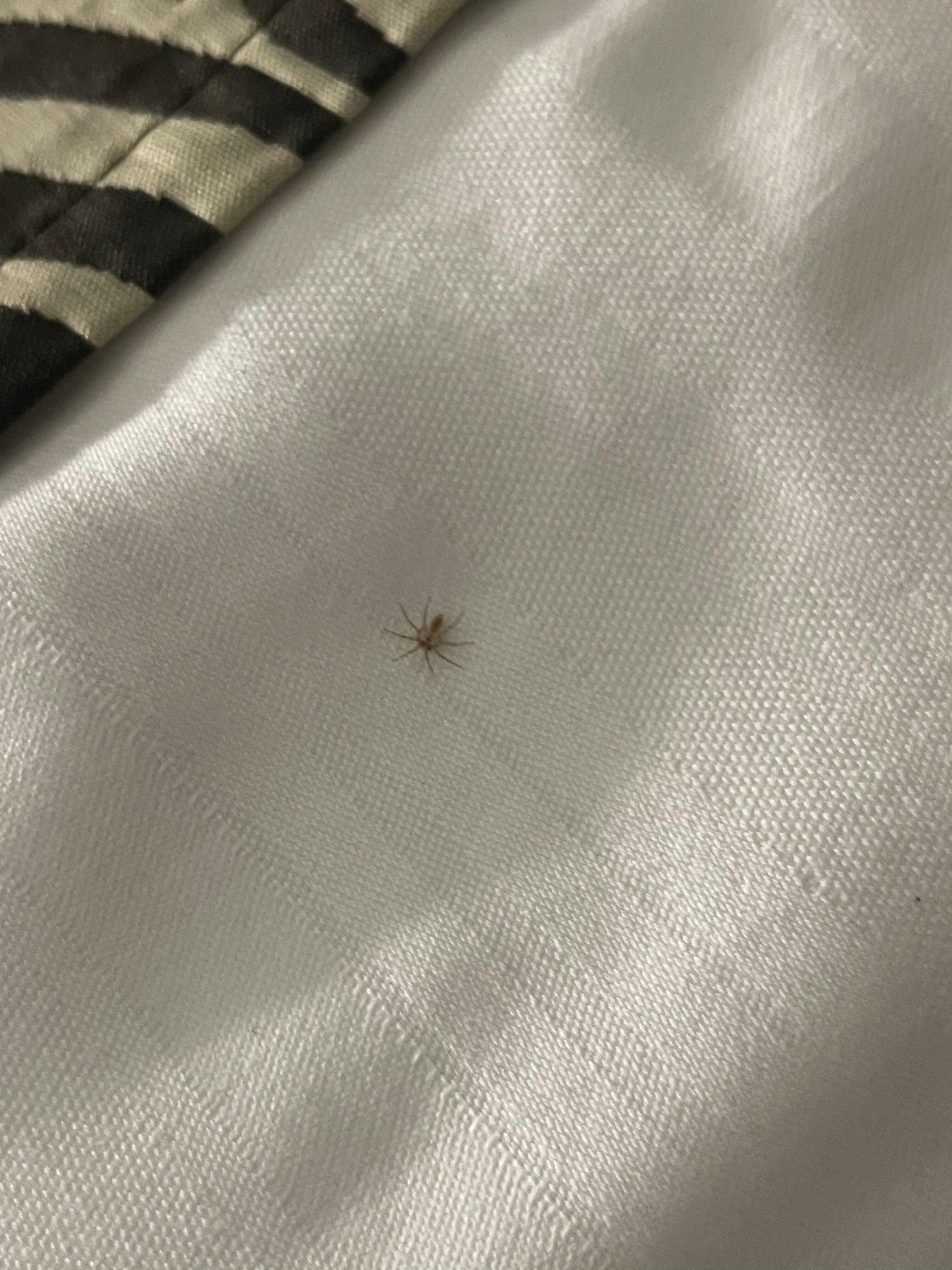 Some type of bug