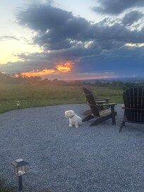Frankie taking in nature.