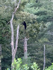 There was a small bear right off the porch, climbing a tree.