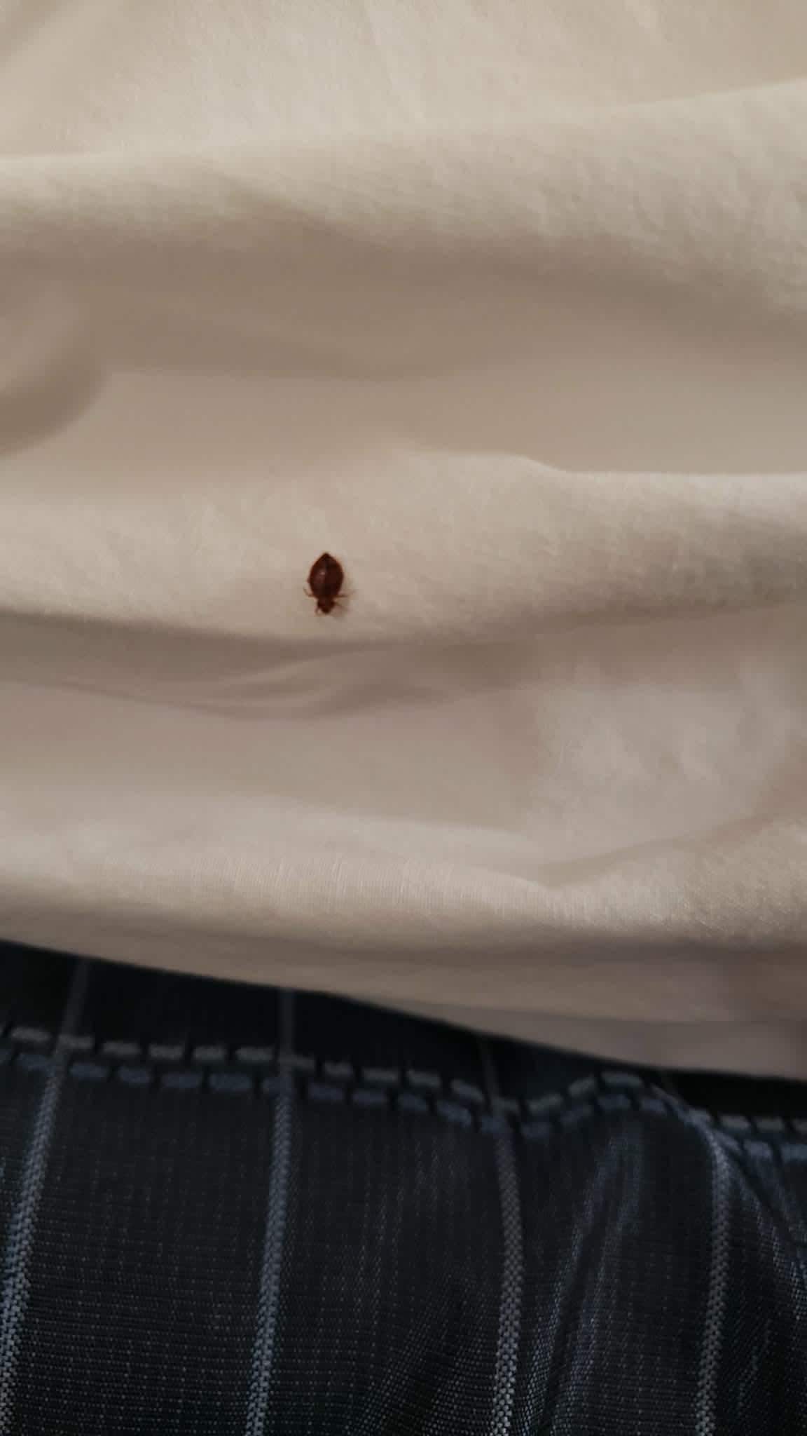 Bug. Stained bed sheet 