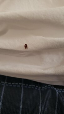 Bug. Stained bed sheet