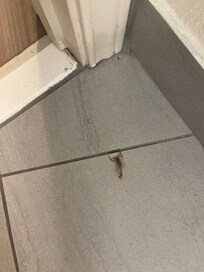 Scorpion in my bathroom