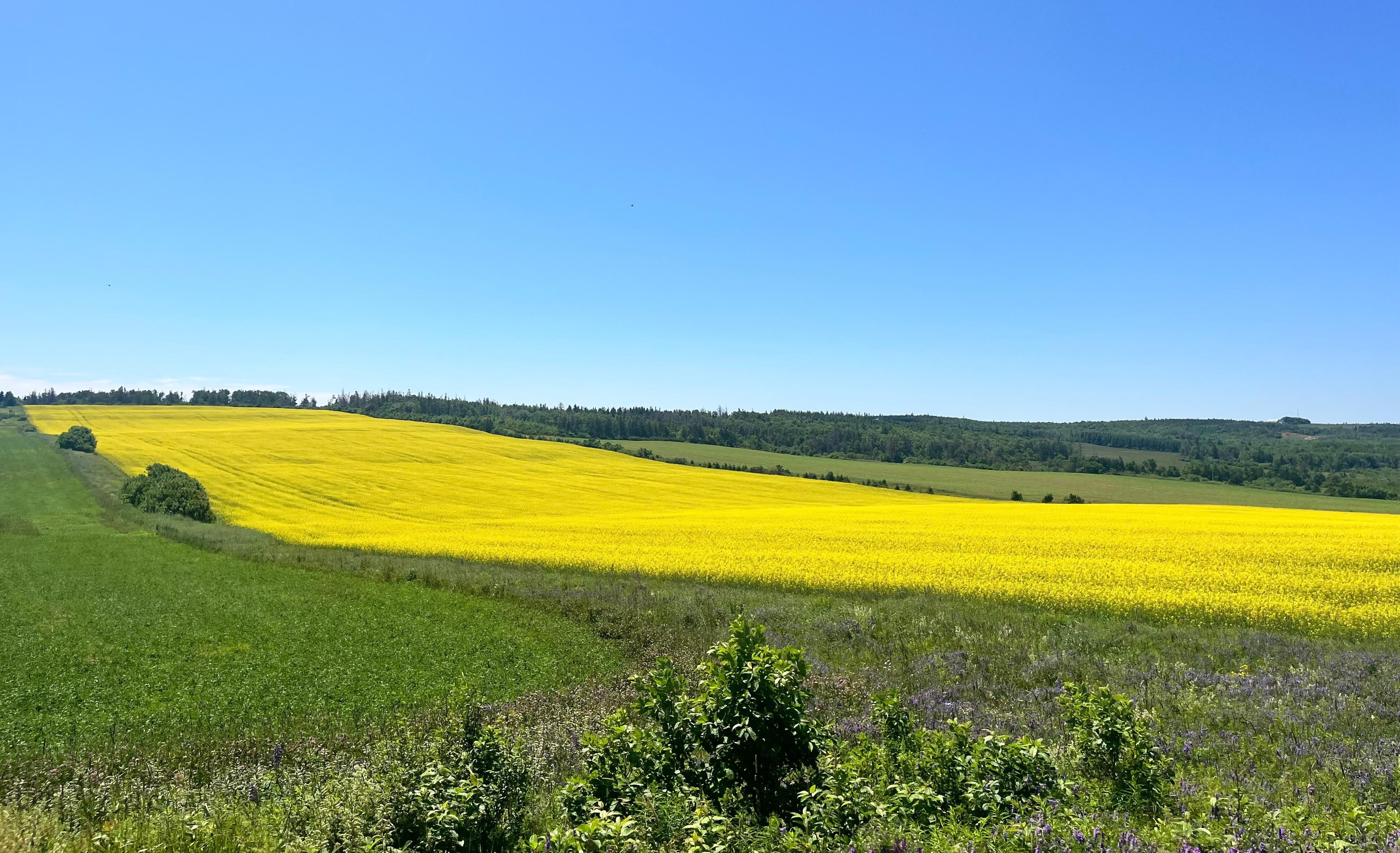 Beautiful fields