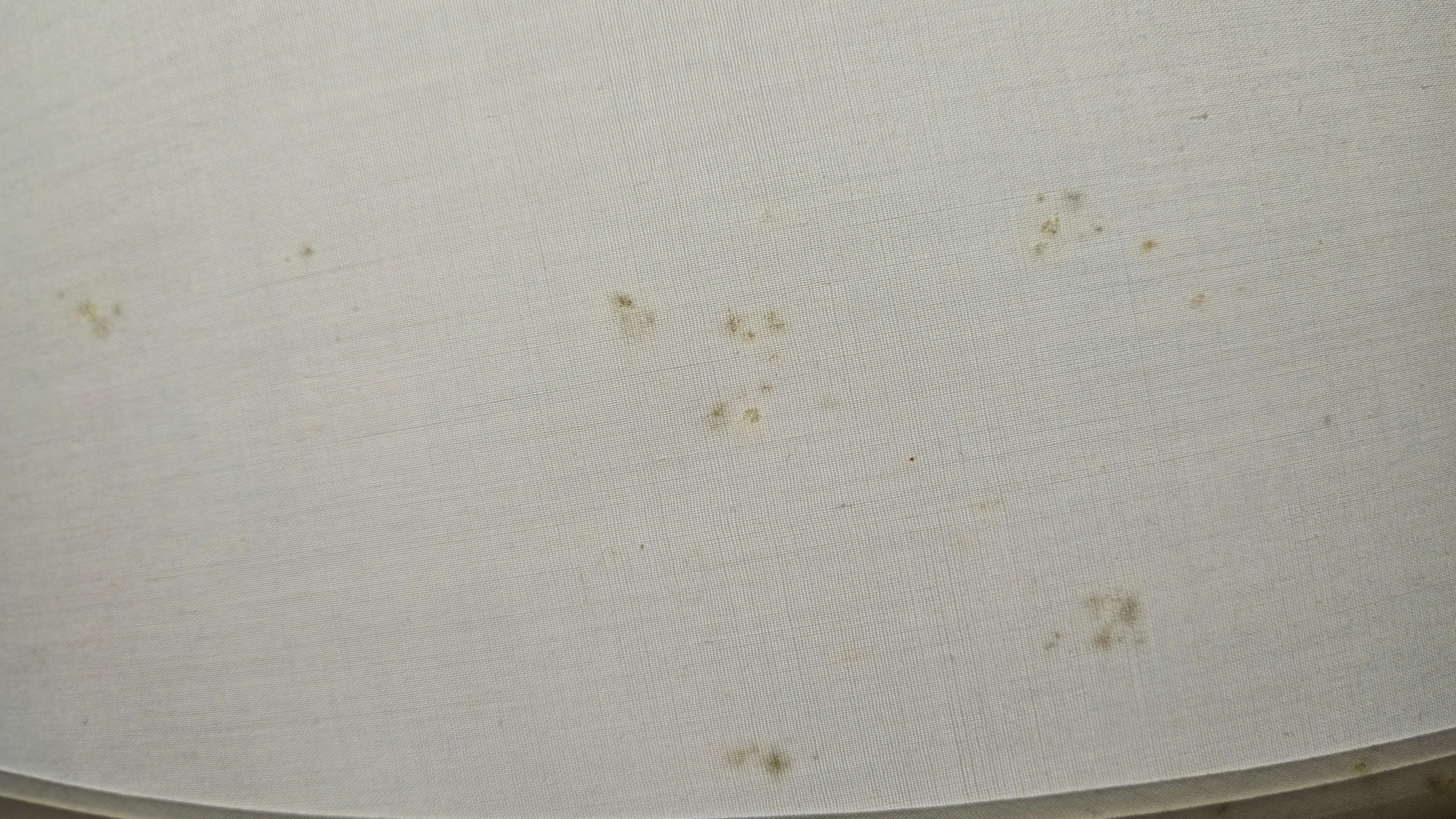 Mildew on lamp shade