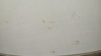 Mildew on lamp shade